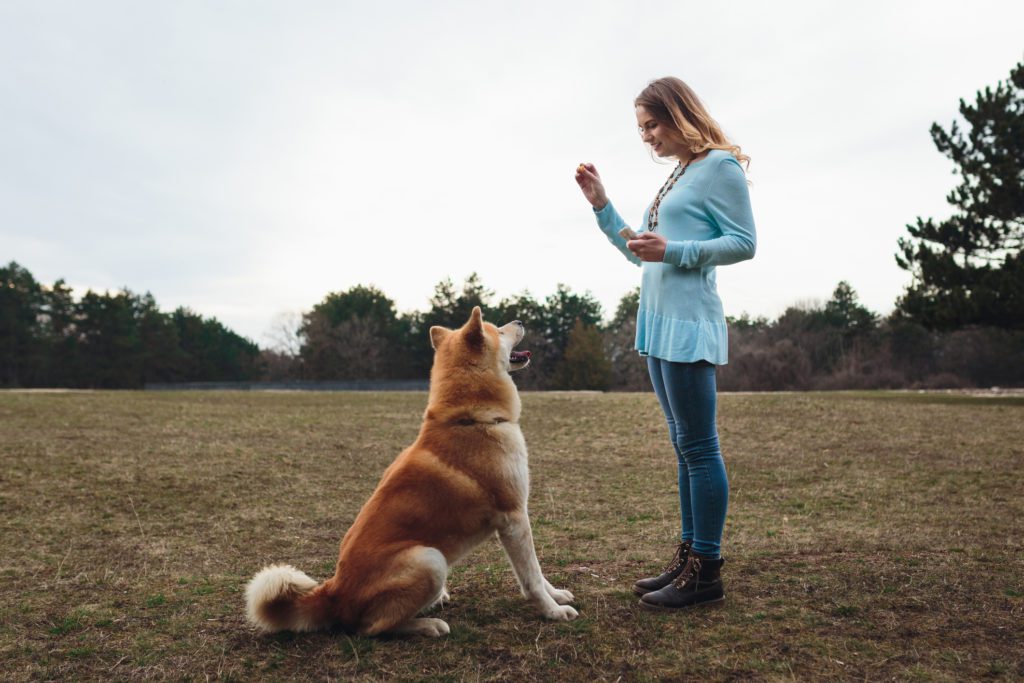 Woman teaching dog some skills