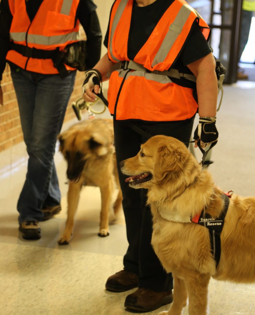 Search and rescue Dogs on leash with people handling them